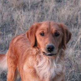Golden Retrievers from Ponderay Golden’s