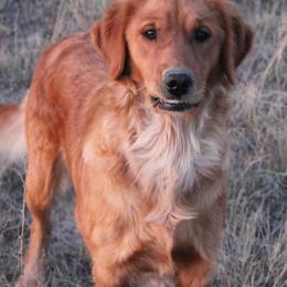 Golden Retrievers from Ponderay Golden’s
