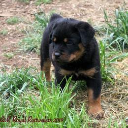 Rottweiler Puppies from C&C Royal Rottweilers