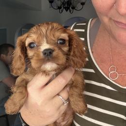 Applejack - Ruby female Cavalier King Charles Spaniel puppy in Spring Hill, Florida from Wonderland Cavaliers