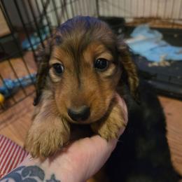 Stitch - Red male Dachshund puppy in Barstow, California from Samy's Dachshund Den