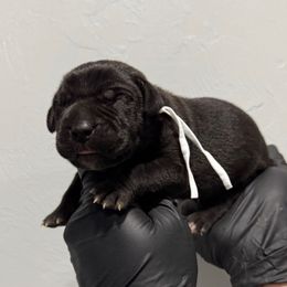 Male 2 - Black male Cane Corso puppy in Cashion, Oklahoma from APEXOK Cane Corsos LLC