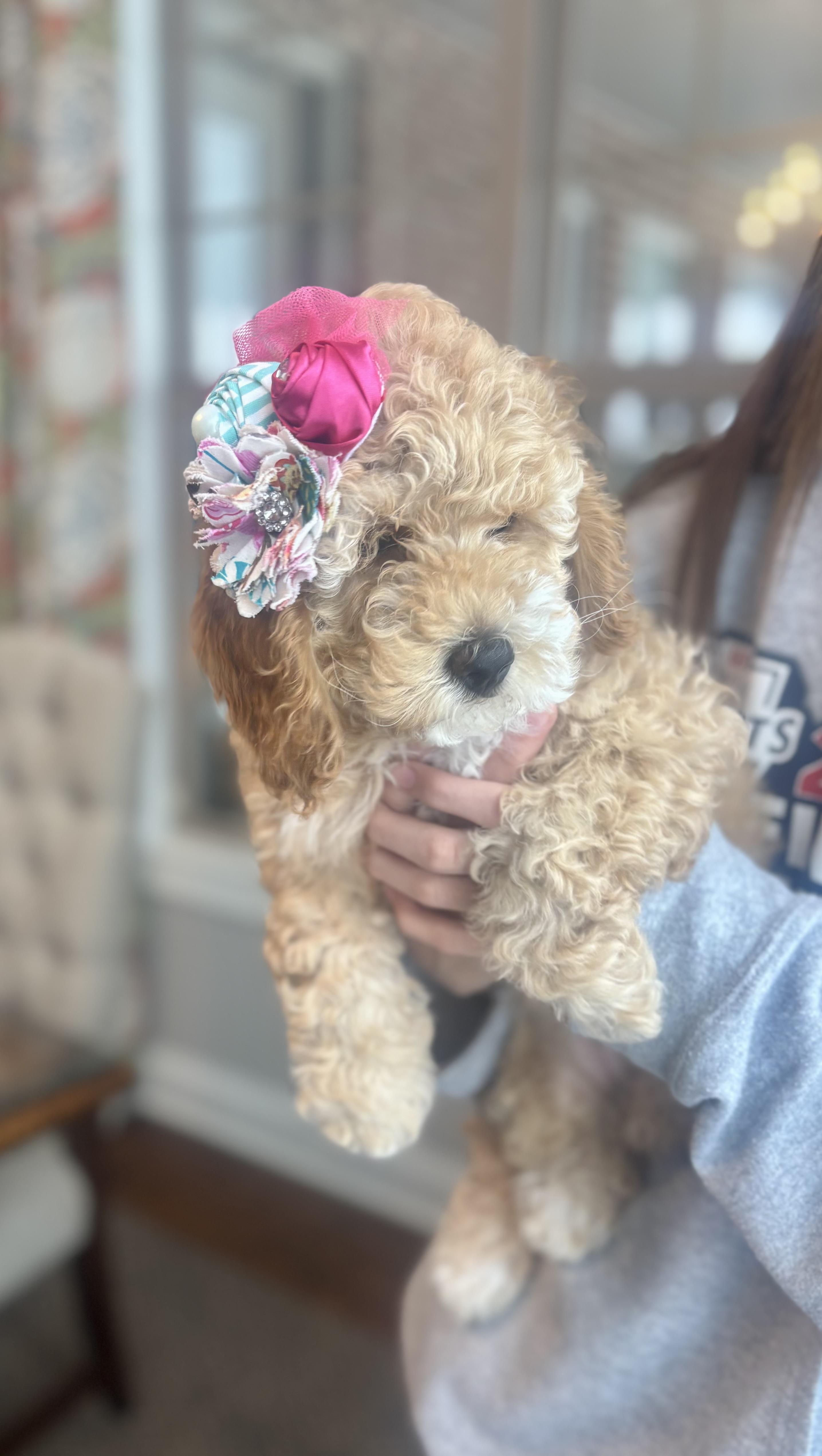 Ham’s Cockapoos in Kentucky | Cockapoo puppies | Good Dog