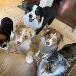 Australian Shepherds from Emerald Mists Australian Shepherds