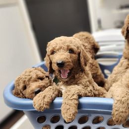 Goldendoodles and Mastiffs from Diana's Puppies