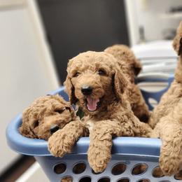 Goldendoodles and Mastiffs from Diana's Puppies
