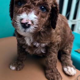 Sir Aster - Parti male Poodle puppy in Plainwell, Michigan from Northern Heart Standards