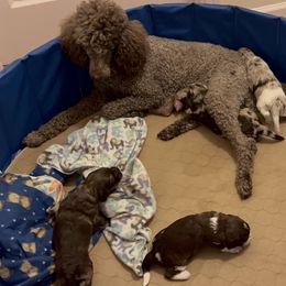 Cavapoo, Cockapoo, and French Bulldog Puppies from Batdogsndoodles