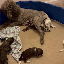 Cavapoo, Cockapoo, and French Bulldog Puppies from Batdogsndoodles