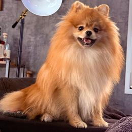 Pomeranian All Grown Up from Poms of The Shire