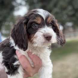 Chip - Tri-color Cavapoo puppy in Rigby, Idaho from Beagles and Beyond, LLC