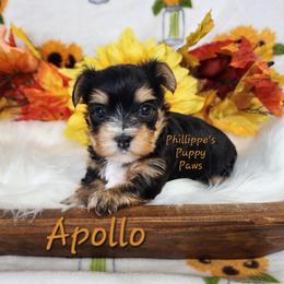 Apollo - Black and tan male Yorkshire Terrier puppy in Adair, Oklahoma from Phillippe's Puppy Paws