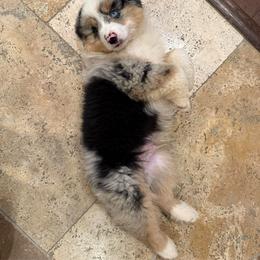 Harper - Blue merle male Miniature American Shepherd puppy in Ballico, California from SierraVu Minis