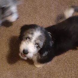 Branch - Black tri-color Aussiedoodle puppy in Soap Lake, Washington from Desert Rose Doodles