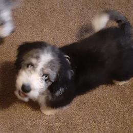 Branch - Black tri-color Aussiedoodle puppy in Soap Lake, Washington from Desert Rose Doodles