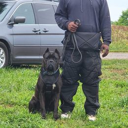 Amina - Cane Corso