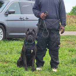 Amina - Cane Corso