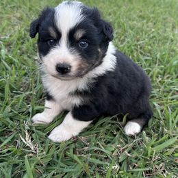 Titus - Black tri-color male Australian Shepherd puppy in Sheridan, Arkansas from Runnin’ Wild Ranch Aussies