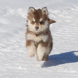 Jovi - Chocolate female Pomsky puppy in Moultonborough, New Hampshire from Foxfire Arctic Spitz