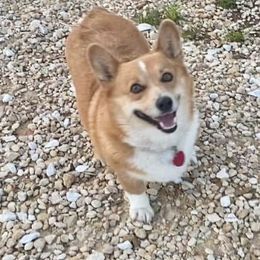 Paisley Mae - Pembroke Welsh Corgi