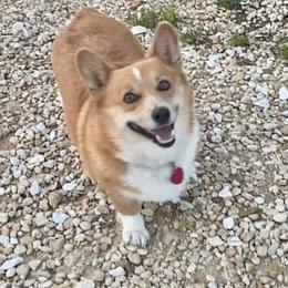 Paisley Mae - Pembroke Welsh Corgi