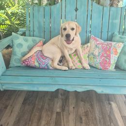 Labrador Retriever All Grown Up from Robin Griffin