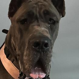 Smokey - Great Dane