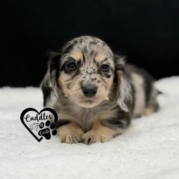 Claire - Dapple female Dachshund puppy in Nashville, Arkansas from Cuddles n Curls