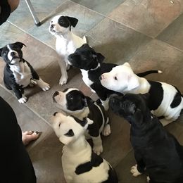 Staffordshire Bull Terrier Puppies from Moonstruck Staffords