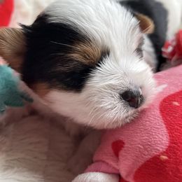 Jabba - Black tan and white male Biewer Terrier puppy in Branford, Connecticut from CT Fuzzy Bugs - Biewer Terriers