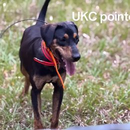 Catahoula Leopard Dog All Grown Up from 7Sins catahoulas