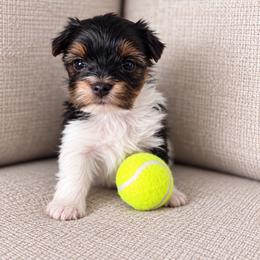 Sabrina - Parti female Yorkshire Terrier puppy in Jacksonville, Florida from Yorktown Yorkies