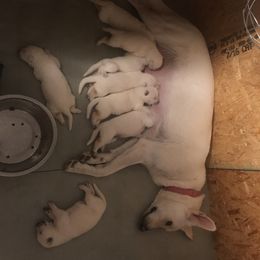 German Shepherd Puppies from Patterson Polar Bears