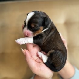 Girl 2 - Sable female Bernedoodle puppy in Huntington Beach, California from The Canine Society