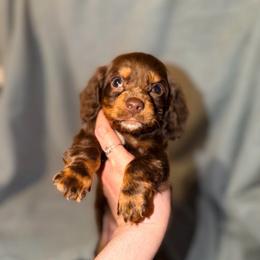 Romeo - Chocolate male Dachshund puppy in Silsbee, Texas from The Doxie Den