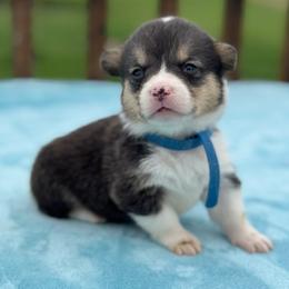 Dark Blue Collar Female - Black and tan female Pembroke Welsh Corgi puppy in Derby, Iowa from Newton Hay & Cattle