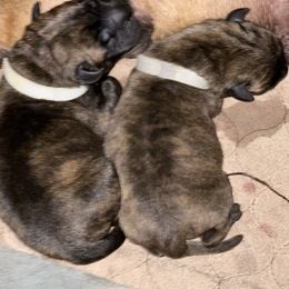 Grey collar - Fawn brindle male Bullmastiff puppy in Cedar Creek, Texas from Burns Family Ranch " BFR Bullies"