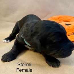 Bernedoodle, Goldendoodle, and Sheepadoodle Puppies from Dhalia’s Doodles