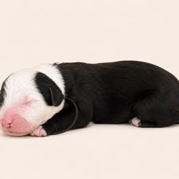 Black collar - Black and white male Sheepadoodle puppy in Mesa, Arizona from Desert Sheepies and Doodles