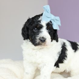 Aussiedoodle Puppies from Crystal Ridge Doodles