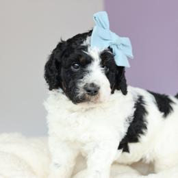 Aussiedoodle Puppies from Crystal Ridge Doodles