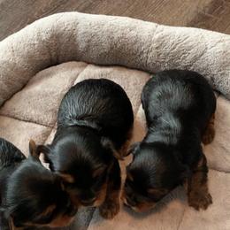 Yorkshire Terrier Puppies from Missy Lu Lap Puppies