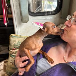 Ember - Stag red Miniature Pinscher puppy in Fall City, Washington from Davilg Min Pins