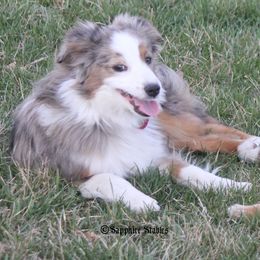 Miniature Australian Shepherd puppies from Sapphire Stables