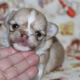 Diva 3,800 - Sable spotted white female Chihuahua puppy in Cache, Oklahoma from Charming Lil Chihuahuas