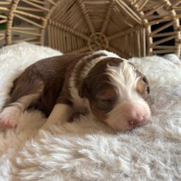 Teddy - Red tri-color male Australian Shepherd puppy in Grants Pass, Oregon from Carmel Mountain Aussies