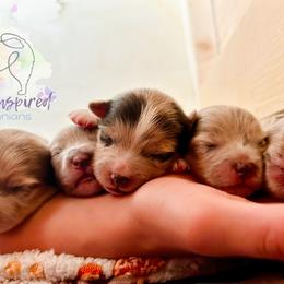 Pomeranian Puppies from Divine Inspired Poms