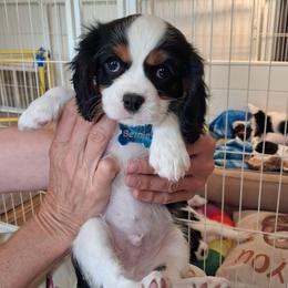 Purple collar, Sunny - Tri-color male Cavalier King Charles Spaniel puppy in Colorado Springs, Colorado from True Love Colorado Cavalier King Charles Spaniels