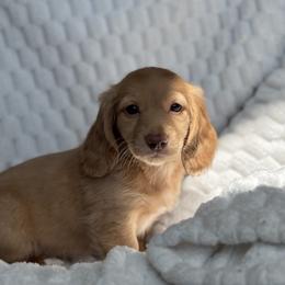 Dachshund Puppies from Dash of Love