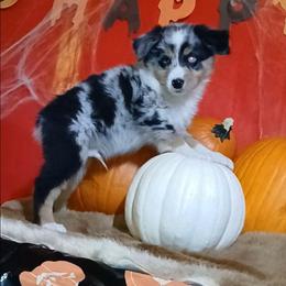 Kenny - Blue merle male Miniature Australian Shepherd puppy in Elkhart, Texas from Donaldson Dogz
